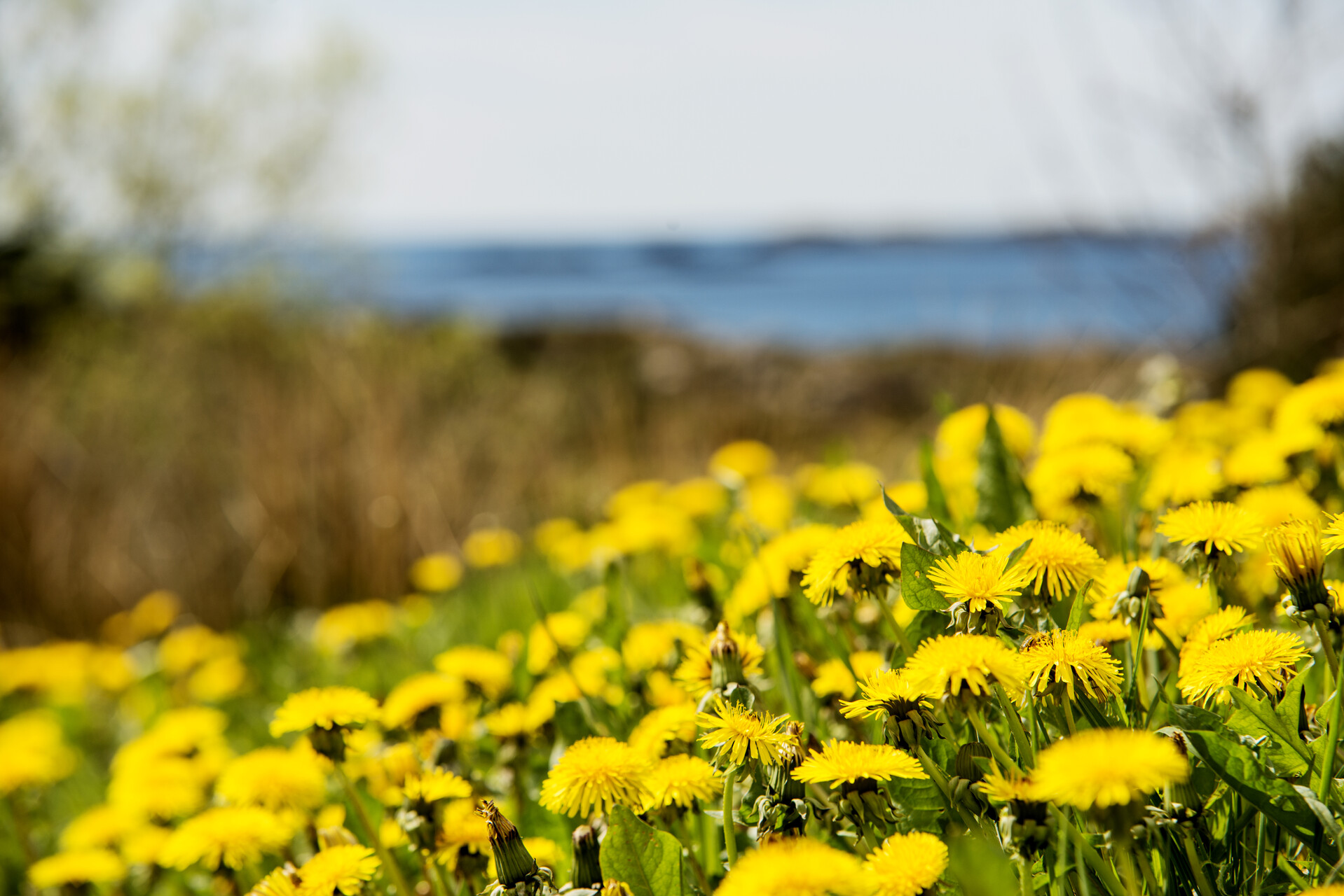 Forbud mot hagevatning